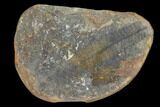 Pecopteris Fern Fossil (Pos/Neg) - Mazon Creek #92272-2